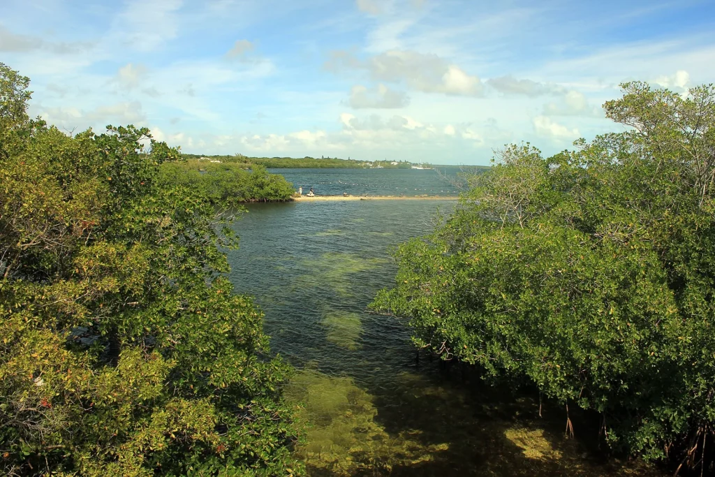 Mangrove waterway in Key Largo