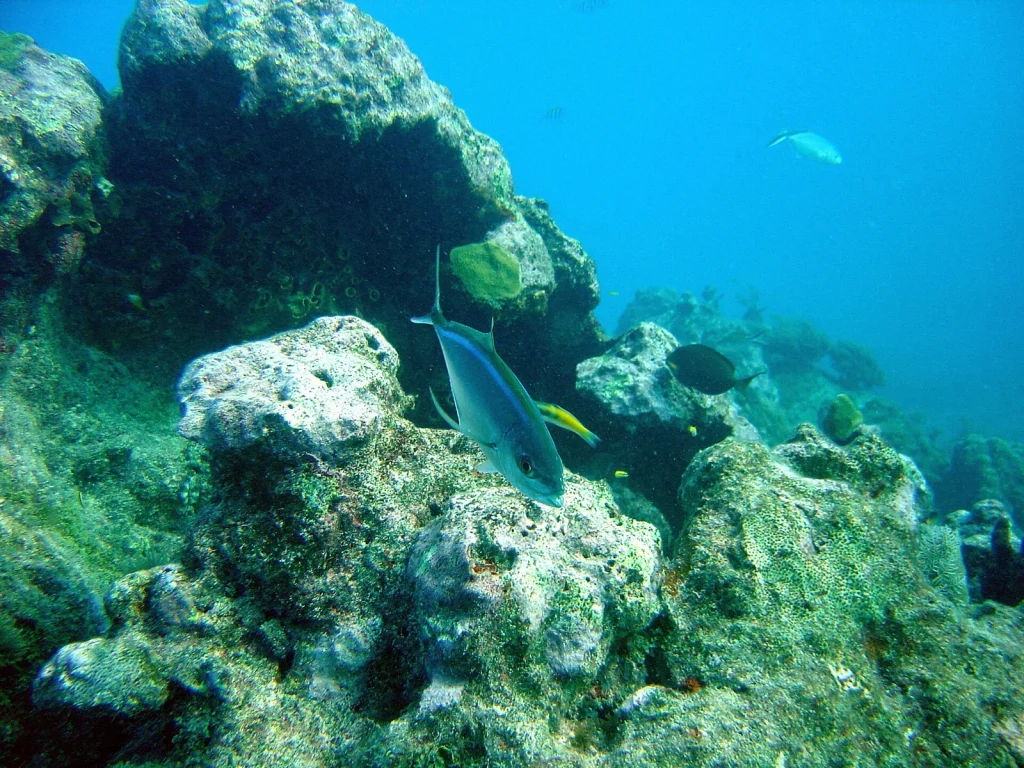 Fish over John Pennekamp reef in 2004